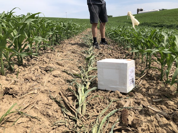 Box In Corn Field Closeup